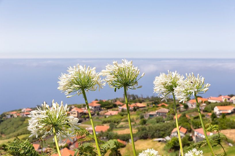 Groep witte agapanthus bloemen bij portugees dorp aan de kust van Ben Schonewille