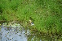 reiger aan het water