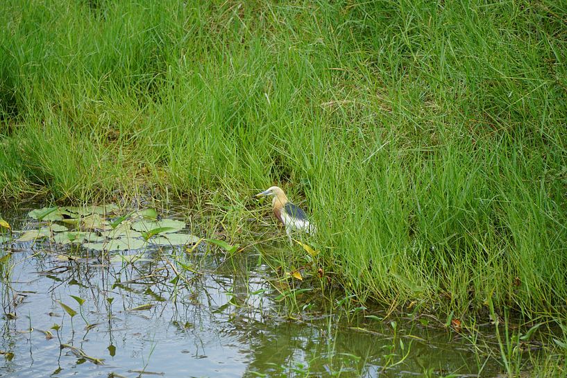reiger aan het water by Bart Cornelis de Groot