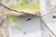 Eisvogel von Felix Brönnimann Miniaturansicht