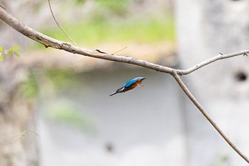 Eisvogel sur Felix Brönnimann