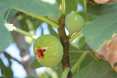 Vijg op boom - Griekenland