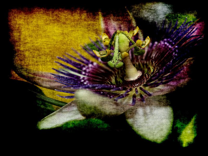 Passie by Harrie van der Meer