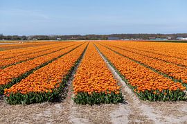 Tulip fields Bulb Region by Richard Wareham
