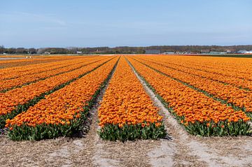 Tulpenvelden Bollenstreek van Richard Wareham