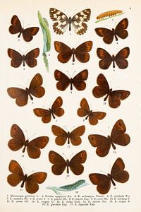 Planche en couleur montrant principalement des petits papillons bruns.