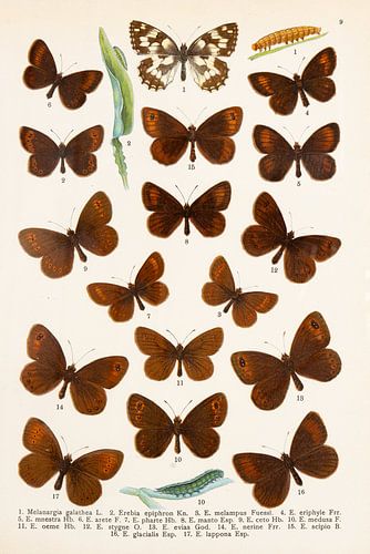 Kleurenplaat met hoofdzakelijk kleine bruine vlinders.