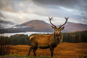 Scottish Stag, Adrian Popan von 1x