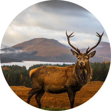 Scottish Stag, Adrian Popan van 1x