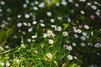 Gänseblümchen