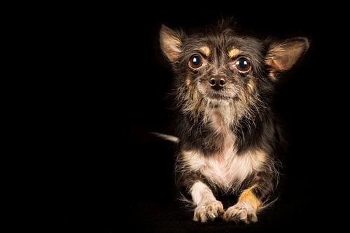 Erwartungsvoller Hund