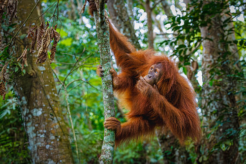 Orang-Utan