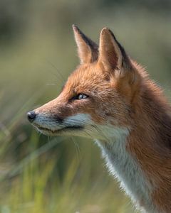 Portrait of a fox on green background