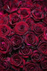 Rote Rosen von Steffen Gierok