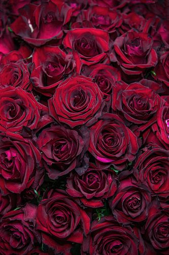 Red Roses by Steffen Gierok