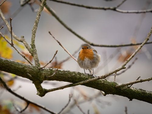 Roodborst in de winter