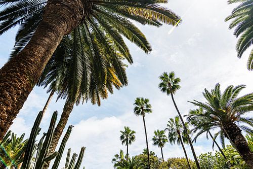 Palm trees Bottom view