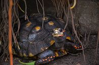 tortoise in a cave  van claes touber thumbnail