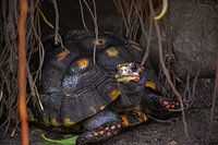 tortoise in a cave 