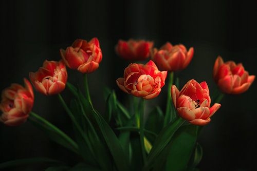 Les tulipes en couleur