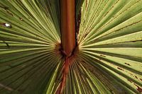 Palm blad