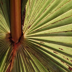 Palm blad van Bibian Been