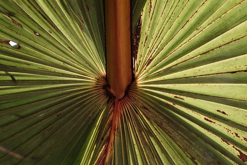 Feuille de palmier par Bibian Been
