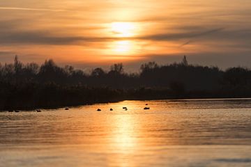De eenden badderen rustig bij zonsondergang van As Janson