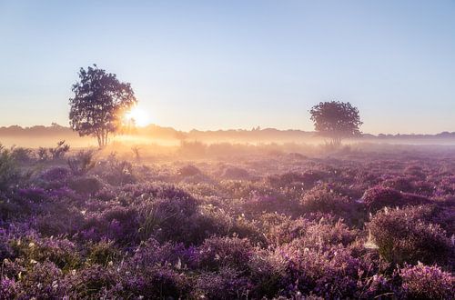 Zonsopkomst op de heide