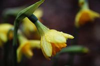 Narcissen na een regenbui.