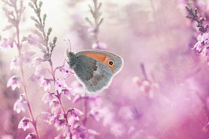 Papillon (mouche des foins) sur la bruyère rose violet en fleur