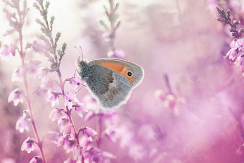 Vlinder (hooibeestje) op de bloeiende roze paarse heide