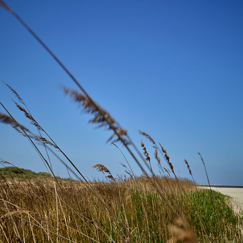 Steppengras in Bewegung auf der Kwade Hoek bei Goedereede