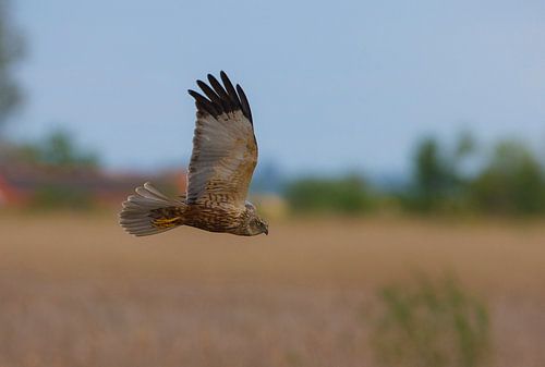 Busard des roseaux