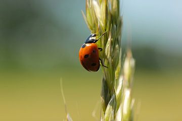 Ladybug by Martijn Buitenkamp