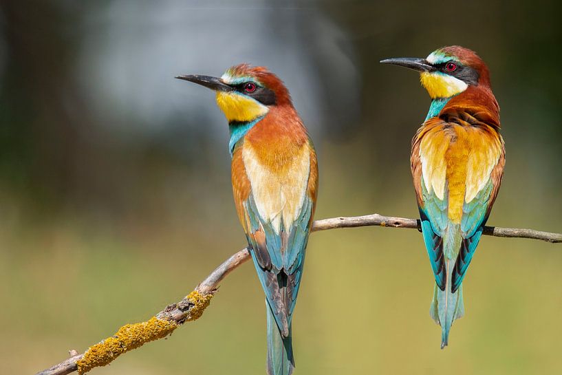 Bee-eater (Merops apiaster), male and female by Gert Hilbink