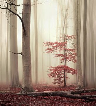 One tree life - The charming one by Rob Visser