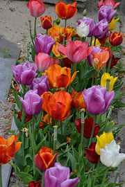 kleuren pracht by Jos Burger