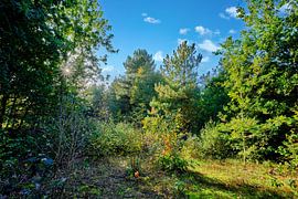 Callantsoog natuurgebied Zwanenwater van eric van der eijk