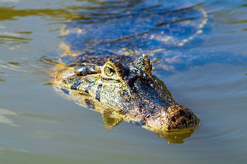 Rust onder de oppervlakte