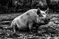 Schweinefarm schwarz und weiß von Tom Poelstra Miniaturansicht