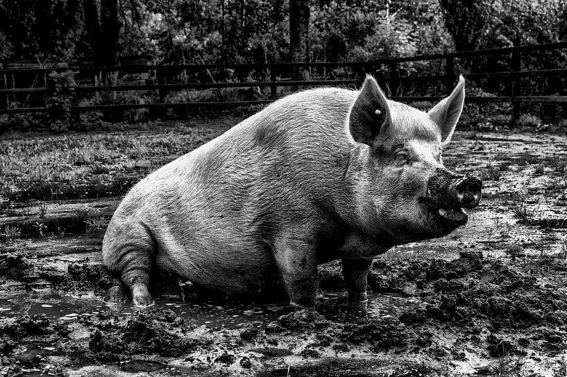 Schweinefarm schwarz und weiß von Tom Poelstra