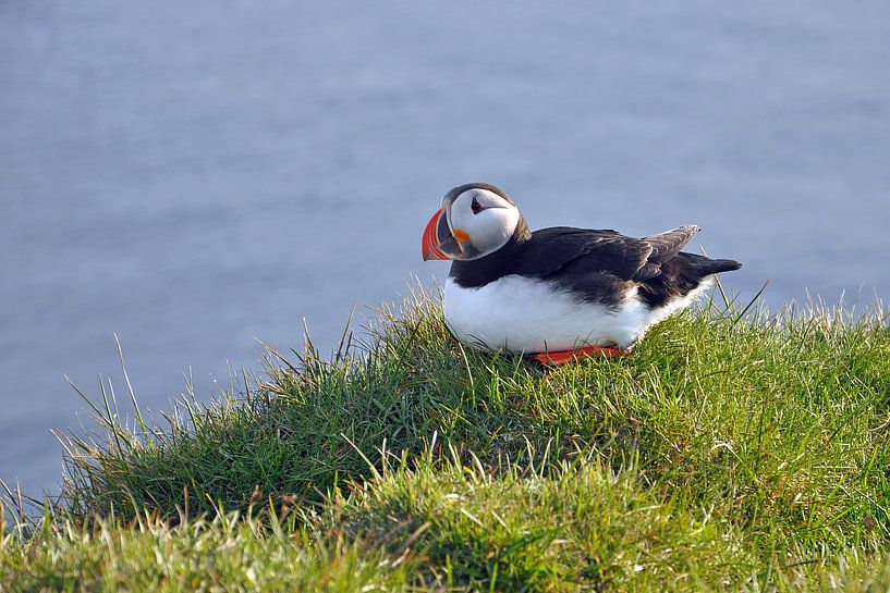 IJsland, Puffin by Yvonne Balvers