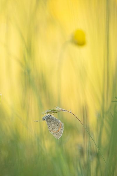 Ikarus blau von Moetwil en van Dijk - Fotografie