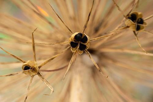 Alium, uitgebloeid 1