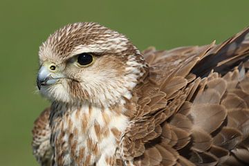 Sakervalk (Falco cherrug) van Ronald Pol