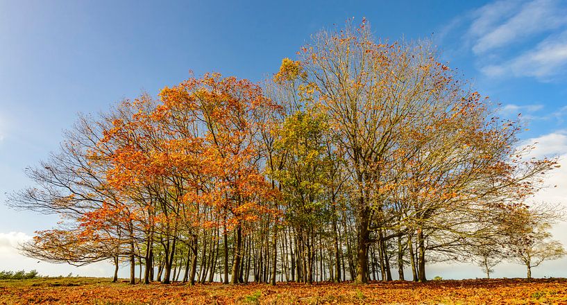 Gruppe Buchenbäume im Herbst während eines schönen Tages von Sjoerd van der Wal Fotografie