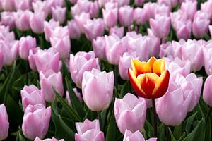 Nahaufnahme einer gelben roten Tulpe in einem rosa Tulpenfeld
