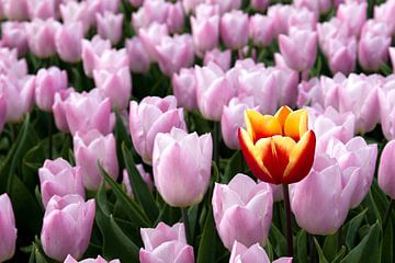 closeup van een geel rode tulp in een roze tulpenveld van W J Kok