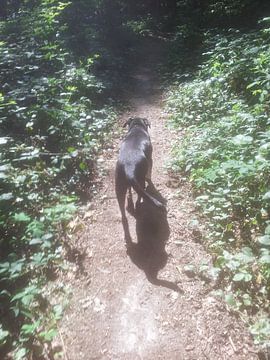 Doggy Sunshine Forest